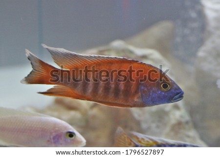 Malawi Peacock cichlid in fish tank. Aulonocara is endemic to Lake Malawi. it is an African cichlids in Cichlidae family.