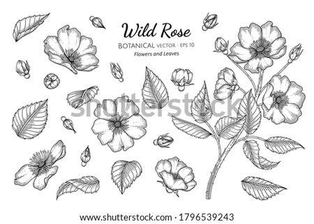 Set of Wild rose flower and leaf hand drawn botanical illustration with line art on white backgrounds.  Royalty-Free Stock Photo #1796539243