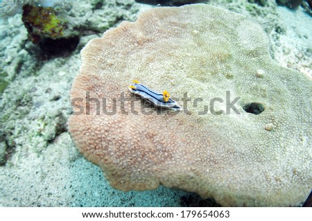 Sea Slug _ Chromodoris boucheti
