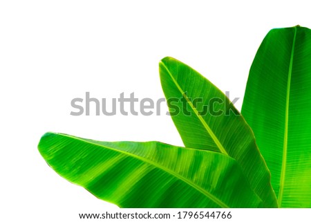 Made design 3 banana leaves stacked on the right corner for background