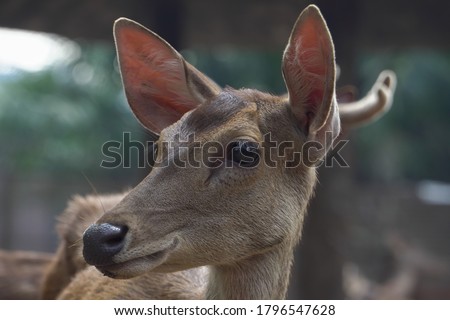Celebes Rusa Deer are distinguished by their large ears, the light tufts of hair above the eyebrows, and antlers that appear large relative to the body size.the species is very sociable. Royalty-Free Stock Photo #1796547628