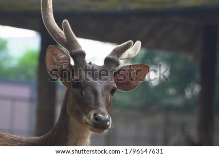 Celebes Rusa Deer are distinguished by their large ears, the light tufts of hair above the eyebrows, and antlers that appear large relative to the body size.the species is very sociable. Royalty-Free Stock Photo #1796547631