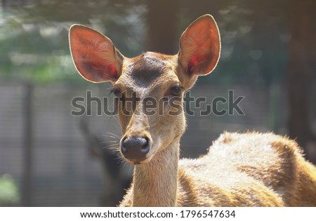 Celebes Rusa Deer are distinguished by their large ears, the light tufts of hair above the eyebrows, and antlers that appear large relative to the body size.the species is very sociable. Royalty-Free Stock Photo #1796547634