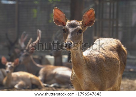 Celebes Rusa Deer are distinguished by their large ears, the light tufts of hair above the eyebrows, and antlers that appear large relative to the body size.the species is very sociable. Royalty-Free Stock Photo #1796547643