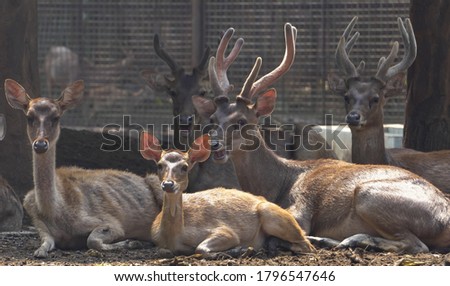 Celebes Rusa Deer are distinguished by their large ears, the light tufts of hair above the eyebrows, and antlers that appear large relative to the body size.the species is very sociable. Royalty-Free Stock Photo #1796547646