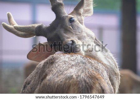 Celebes Rusa Deer are distinguished by their large ears, the light tufts of hair above the eyebrows, and antlers that appear large relative to the body size.the species is very sociable. Royalty-Free Stock Photo #1796547649