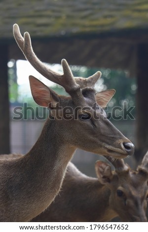Celebes Rusa Deer are distinguished by their large ears, the light tufts of hair above the eyebrows, and antlers that appear large relative to the body size.the species is very sociable. Royalty-Free Stock Photo #1796547652