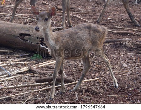 Celebes Rusa Deer are distinguished by their large ears, the light tufts of hair above the eyebrows, and antlers that appear large relative to the body size.the species is very sociable. Royalty-Free Stock Photo #1796547664