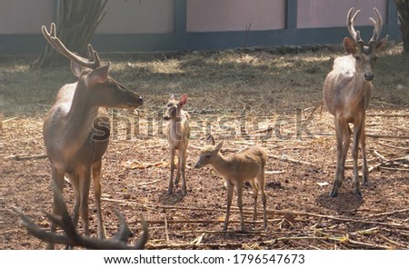 Celebes Rusa Deer are distinguished by their large ears, the light tufts of hair above the eyebrows, and antlers that appear large relative to the body size.the species is very sociable. Royalty-Free Stock Photo #1796547673