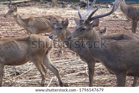 Celebes Rusa Deer are distinguished by their large ears, the light tufts of hair above the eyebrows, and antlers that appear large relative to the body size.the species is very sociable. Royalty-Free Stock Photo #1796547679