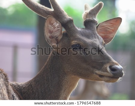 Celebes Rusa Deer are distinguished by their large ears, the light tufts of hair above the eyebrows, and antlers that appear large relative to the body size.the species is very sociable. Royalty-Free Stock Photo #1796547688
