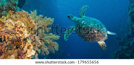 Hawksbill sea turtle (Eretmochelys imbricata) in blue water