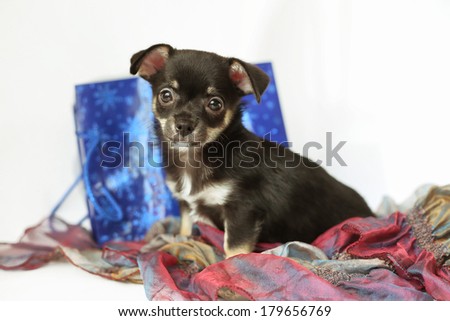 puppy chihuahua with present bag