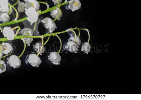 Nature flowers photography, Lilies of the valley. a widely cultivated European plant of the lily family, with broad leaves and arching stems of fragrant, bell-shaped white flowers..