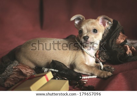 still life with present box, beads, shal and brown puppy chihuahua
