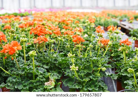 Greenhouse with colorful blooming geranium flowers