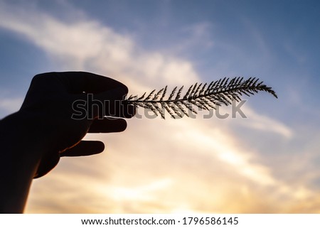 The silhouette of a girl's hand holding a leaf against the background of the sunset sky.