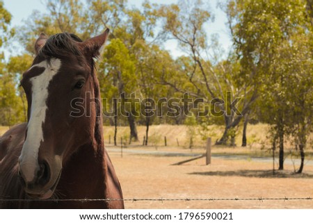 Beautiful chestnut brown horse with white stripe on nose, enjoying the sunshine on a farm in Australia.