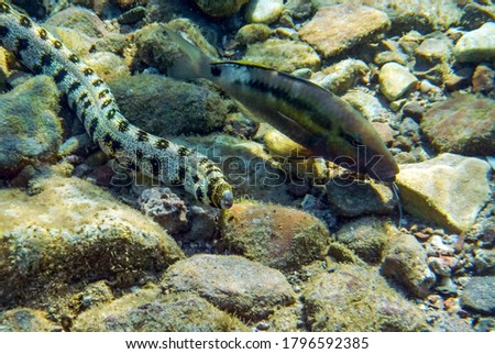 Maray eel fish – Grey Moray, scientific name is Sidereaisea, it inhabits coral reefs and is nocturnaql predator, daily hiding in crevices between corals. Near swims whiskered goat fish