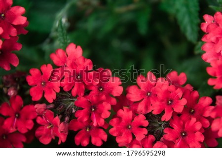 Verbena Showboat Dark Red in summer time Royalty-Free Stock Photo #1796595298
