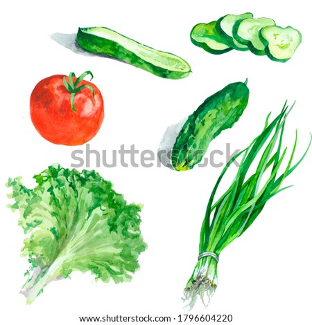 Watercolor hand painted onion, cucumbers, tomato and salad leaf isolater on white set for all prints.
