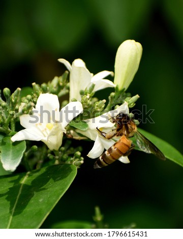 Close up macro wildlife photography of beautiful bee (Philanthus triangulum) in garden on blur nature background. Flying bee (Apis mellifera), drone collecting pollen, honey at white flower in forest.