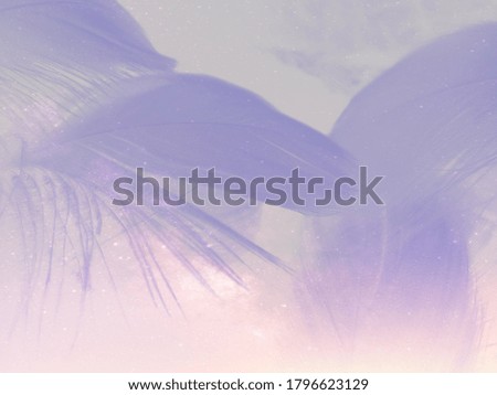 Beautiful abstract colorful gray and purple feathers on white background and soft white feather texture on colorful pattern, pink feather, purple banners