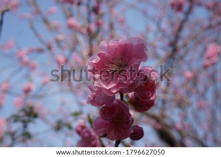 pink cherry blossoms that bloom in spring