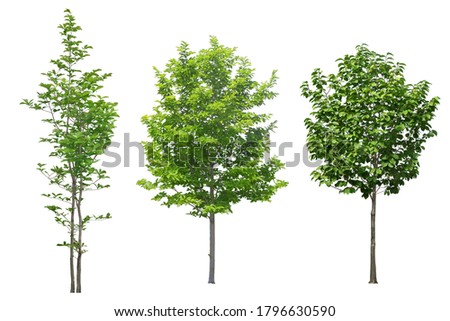 Tree dicut at isolated on white background. Royalty-Free Stock Photo #1796630590
