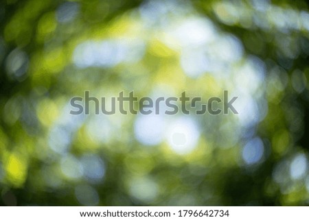 Background blur. Dreamy background texture of out of focus forest.