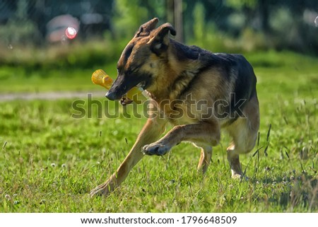 german shepherd running in the park on a lawn with green grass