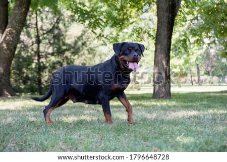 Purebred rottweiler on green grass