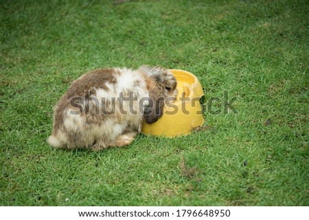 Old rabbit on the field
