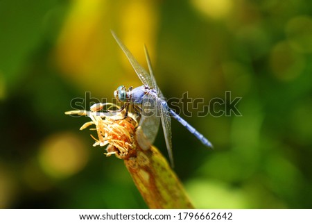 blue white glass eyes dragonfly beautiful thin legs standing on a brown green branch leaf yellow dark green background sun light shadow cool tone picture happy summer earth nature forest garden spring