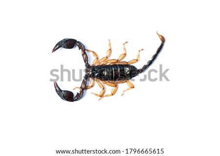 Scorpion has a yellow leg. Scorpion from the south of France on a white background.
