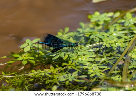 Blue male banded demoiselle Calopteryx splendens at a river on the hunt for insects with banded wings at a creek on green leaves swimming in the clear water as territory of the male dragonfly odonata