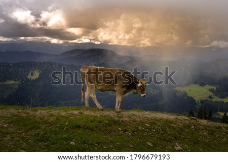 Dramatic picture of a typical Bavarian cow on the top of a mountain.it is a close up and the brown cow is walking at Hochgrat, Oberstaufen.