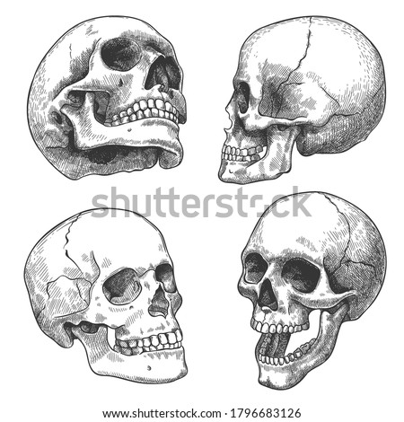Hand drawn skull. Sketch anatomical skulls in different angles, gothic tattoo. Human skeleton dead head halloween engraving vector set. Evil and frightening face with open and closed teeth