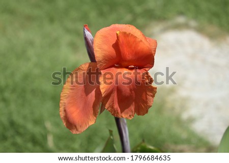 Single red color flower. Close up picture.