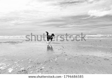 Dancing Horse on the North Sea Coast in Zealand, Netherlands. Black and white picture