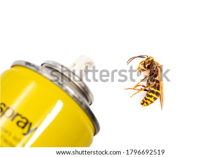 bottle Aerosol for the control of insects and a wasp isolated on white background in detail. European wasp German wasp or German yellow jacket (Vespula germanica) showing in Side view. pest control