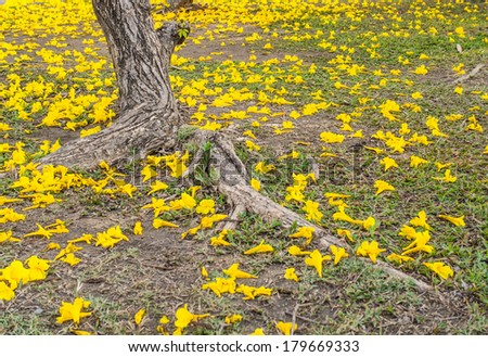 yellow flower (silver trumpet tree) fall on the ground