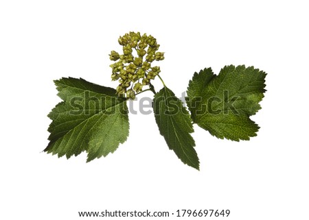 large green leaf with thin veins on white isolated background