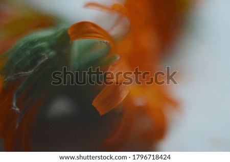 orange calendula flower on white close up