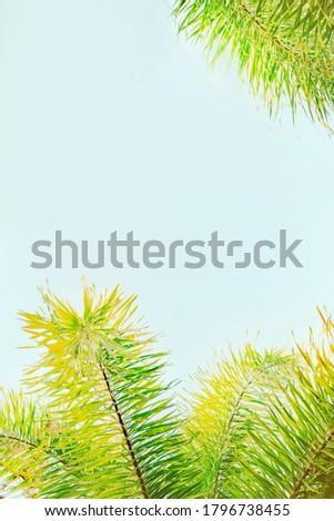 Palm leaves on blue sky, natural frame background
