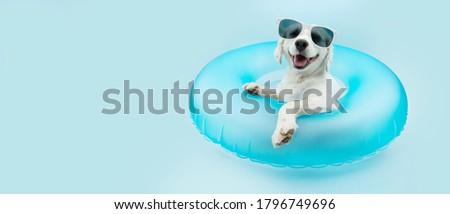 puppy dog summer inside of a blue inflatable wearing sunglasses. Isolated on blue background.