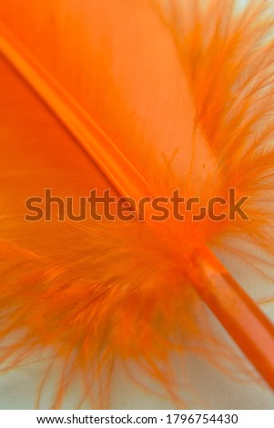 Bird colorful Feather nature beauty