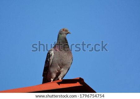 Rock Pigeon perched on barn roof