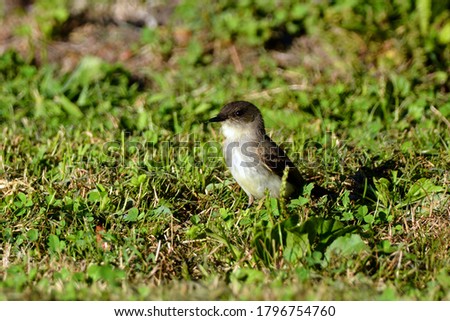 Eastern Phoebe bird sitting on green grass