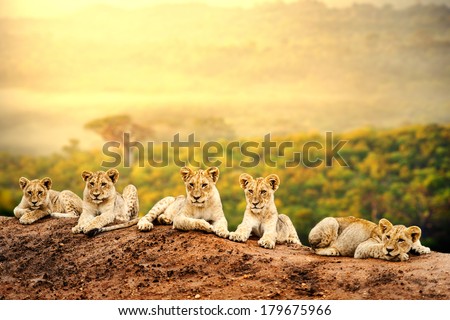 Close up of lion cubs laying together waiting upon mother. Royalty-Free Stock Photo #179675966